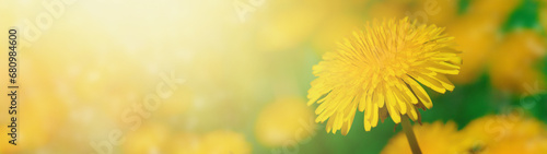 Beautiful yellow dandelion blossom on a meadow in sunlight. Soft focus. Copy space. Web banner.