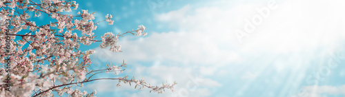 Beautiful blossoming of tree branches in spring against the background of a blue sky with clouds on a sunny day. Copy space. Panorama. Banner. © SerPhoto