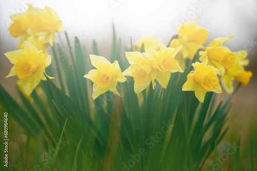 Fototapeta Naklejka Na Ścianę i Meble -  Beautiful spring blooming narcissus outdoors in the springtime garden.