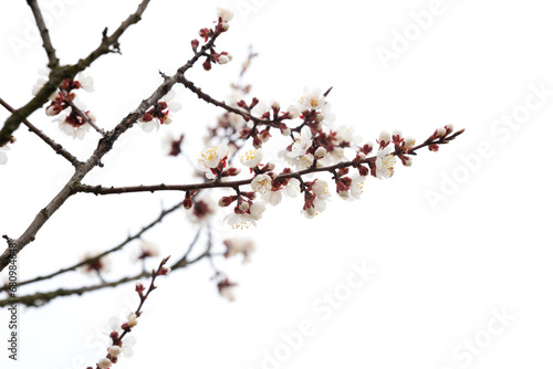 Blooming branch of apricots in spring isolated on white background