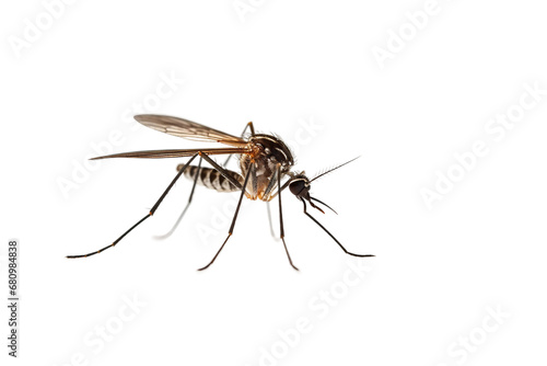 Winged Intruder Mosquito Isolated on a transparent background