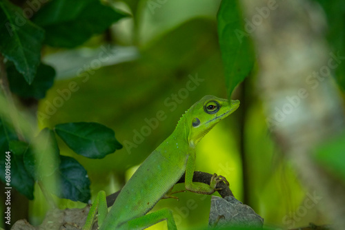 Green-crested Lizard on a branch 