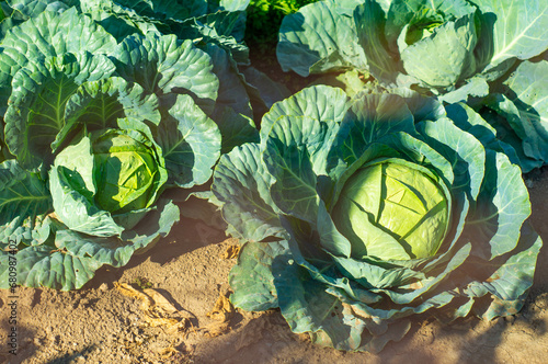 Cabbage harvest on a farm
