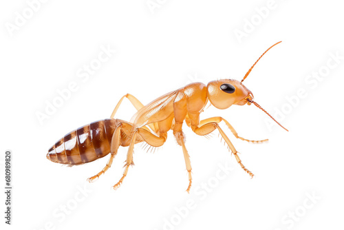 Termite Bug Isolation Shot on a transparent background © Moostape