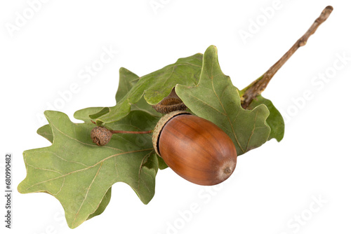 A branch with dried leaves and an acorn isolated on a transparent background.