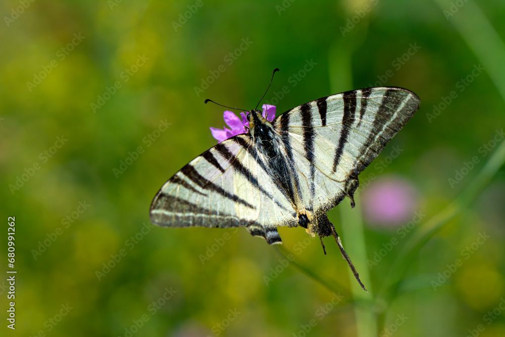 Macro shots, Beautiful nature scene. Closeup beautiful butterfly sitting on the flower in a summer garden. Macro shots, Beautiful nature scene. Closeup beautiful butterfly sitting on the flower in a summer garden.