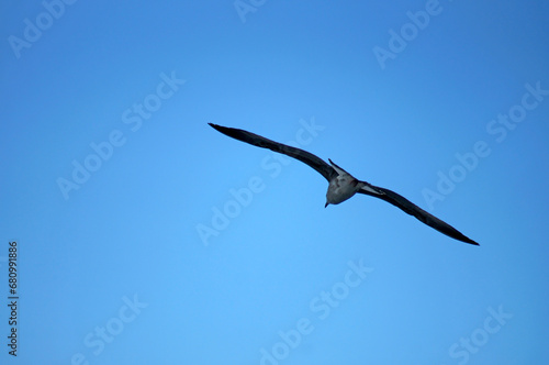 Seagull flying in the sky