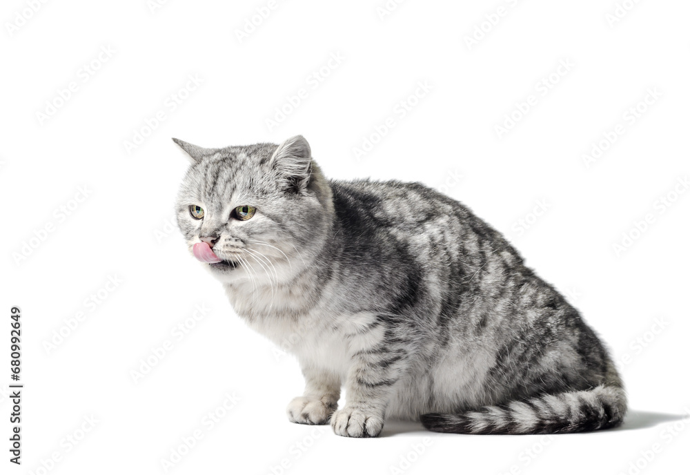 mongrel tabby cat sits on a white background