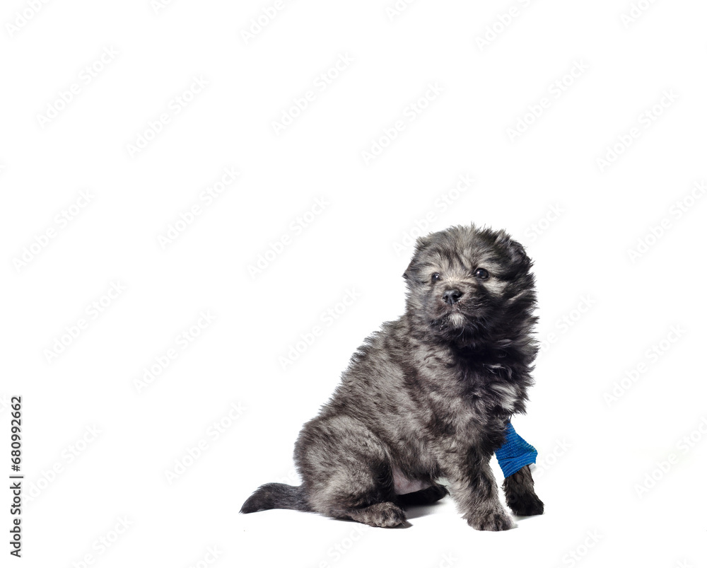 veterinary medicine puppy mongrel with intravenous catheter on the front paw on white background veterinary medicine puppy mongrel with intravenous catheter on the front paw on white background
