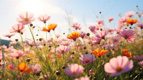 Cosmos flowers blooming in the meadow. Nature background.