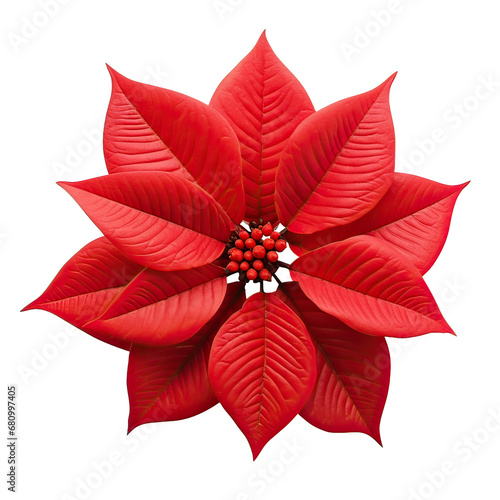 Christmas poinsettia flower bright red petal AI generative