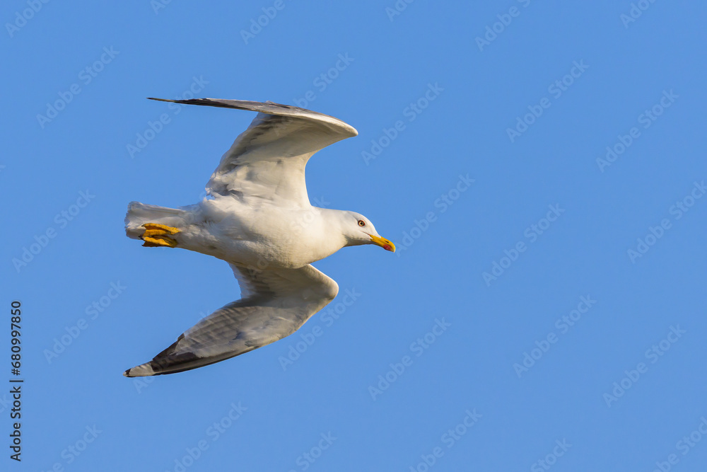 A yellow legged gull flying on a sunny day in spring A yellow legged gull flying on a sunny day in spring