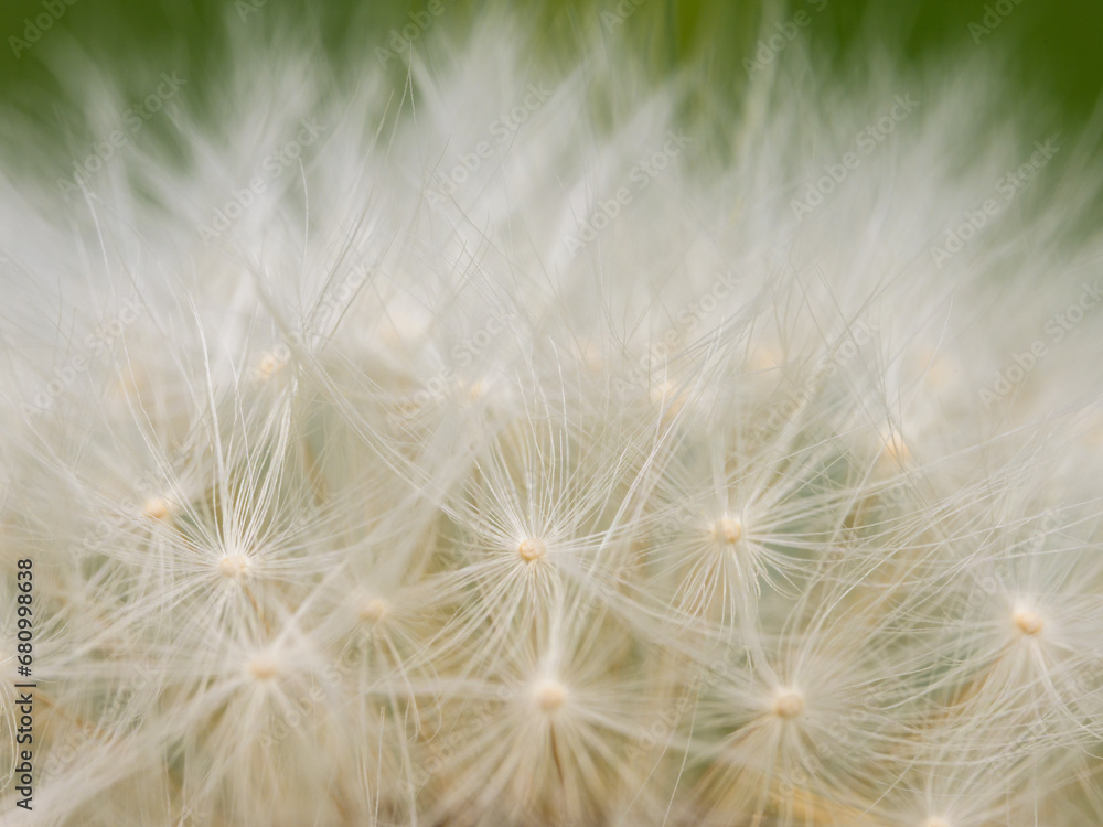 Fototapeta premium Closeup of a common Dandelion ready to blow