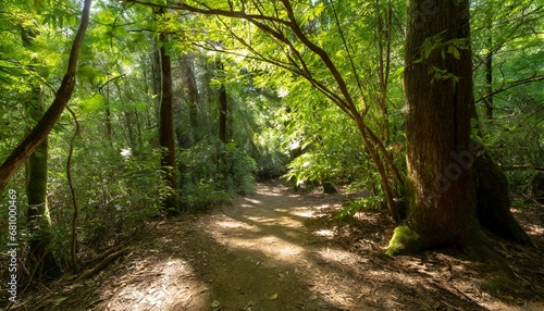 path in the forest