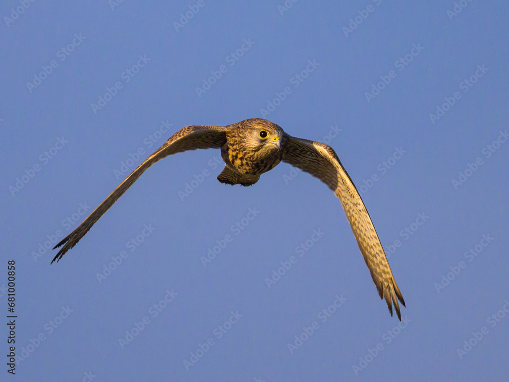 A Common Kestrel in flight on a sunny day in summer
