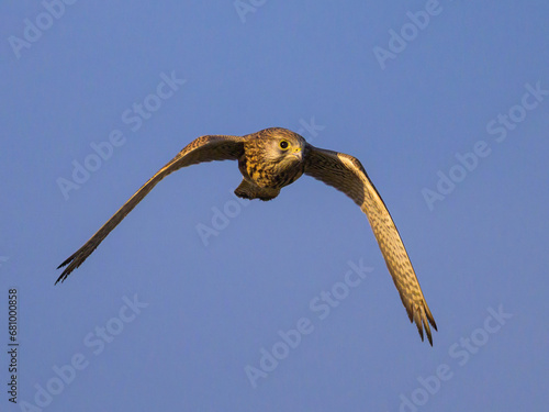 A Common Kestrel in flight on a sunny day in summer