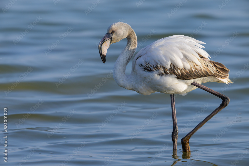 Obraz premium A young Greater Flamingo walking in the water