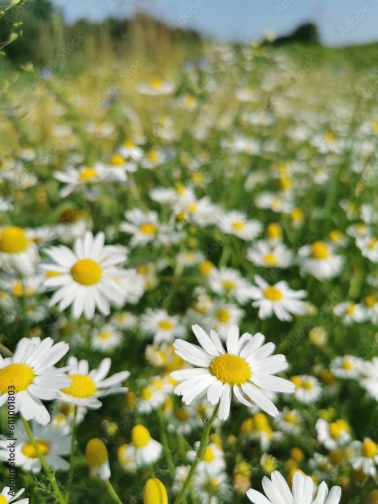 white flowers in the spring