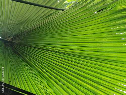 green palm leaves texture