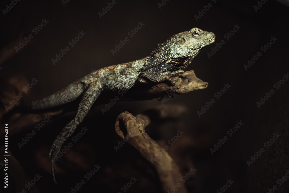 Fototapeta premium Portrait of an lizard in a zoo on Bali