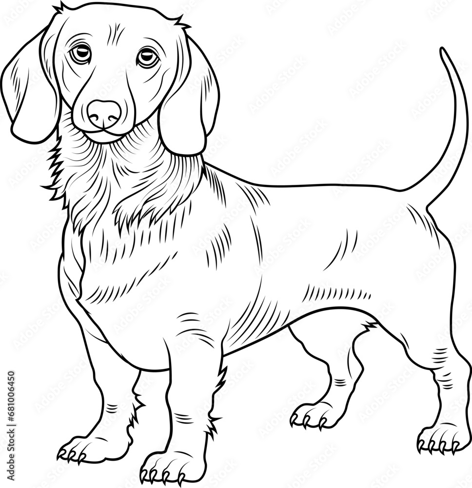 Dachshund dog outline illustration