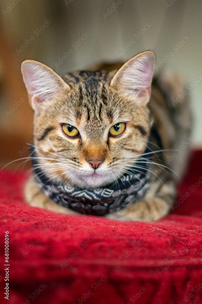 A closeup shot of a fierce-looking cat against a blurred background