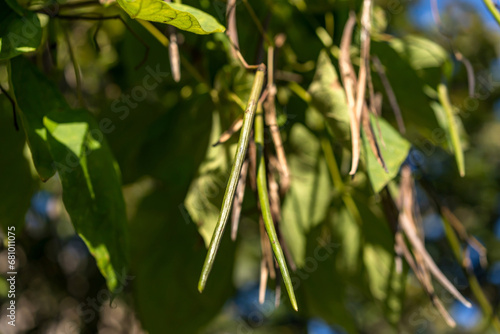 Catalpa speciosa. detailed view of foliage on a tree branch