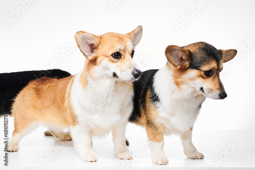 Pembroke Welsh Corgi portrait isolated on white studio background with copy space, family of three purebred dogs © amixstudio