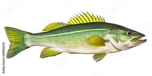 river, lake fish green perch on isolated background 