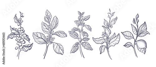 Branch of coffee, mate, tea, lemon, stevia leaves