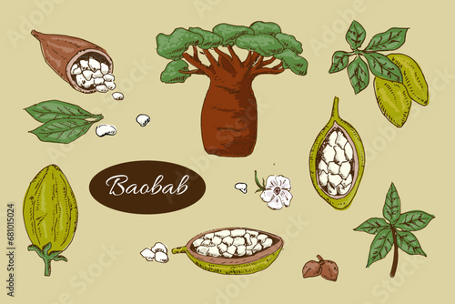 baobab tree and beans, leaves - set colourful