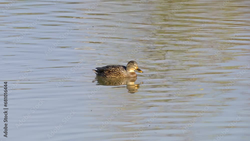 Mallard, Wild Duck in natural ambient, female (Anas Platyrhynchos) - (4K) Mallard, Wild Duck in natural ambient, female (Anas Platyrhynchos) - (4K)