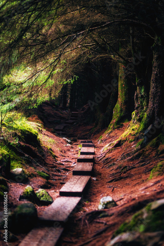 Ballinastoe Woods in Ireland, hike through the dark forest 