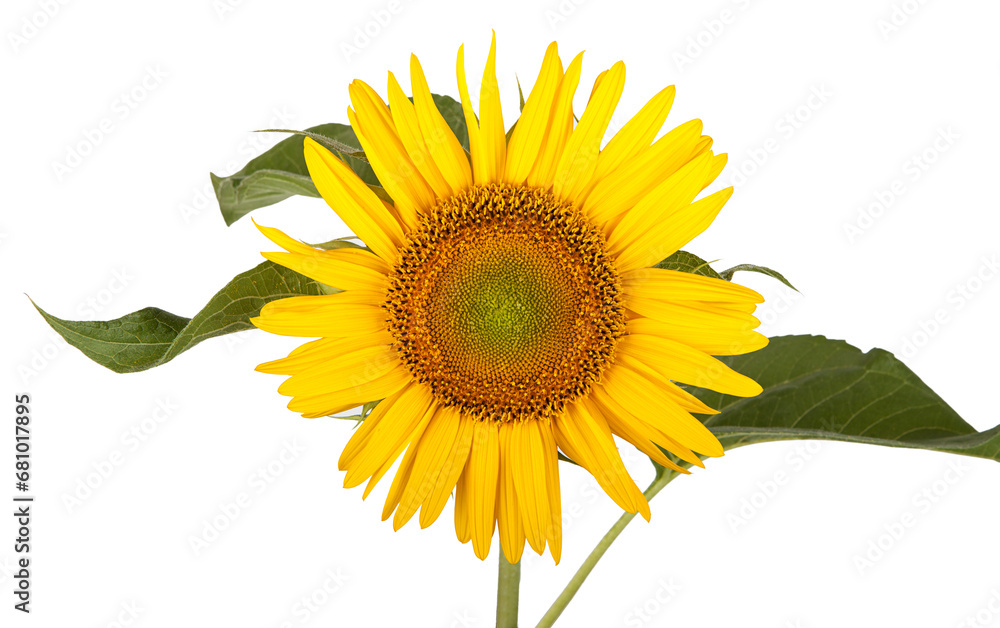Fototapeta premium Sunflower isolated on white background. Close-up. Nature.