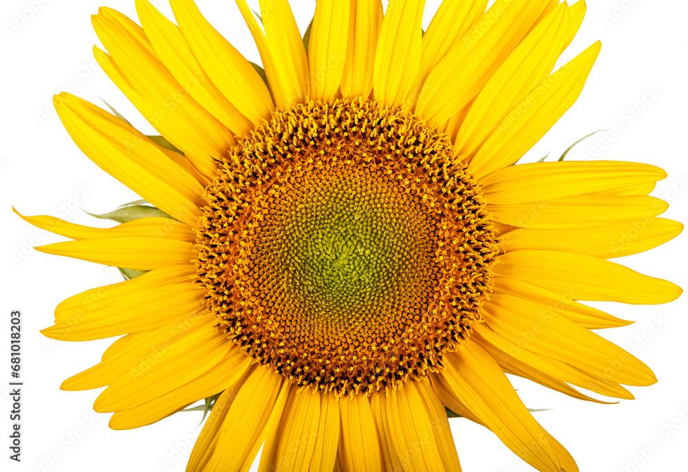 Fototapeta premium Sunflower isolated on white background. Close-up. Nature.