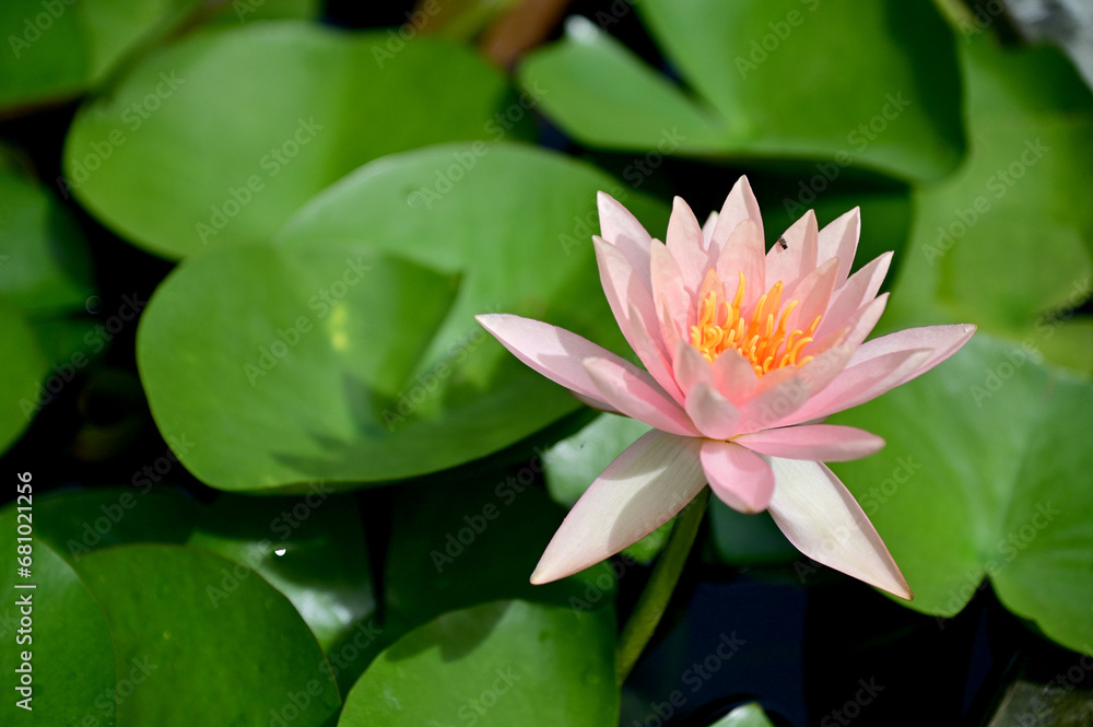 Closeup of Beautiful Colorful Lotus Flower is blooming with green leaf in the pond with natural background at Thailand. Closeup of Beautiful Colorful Lotus Flower is blooming with green leaf in the pond with natural background at Thailand.