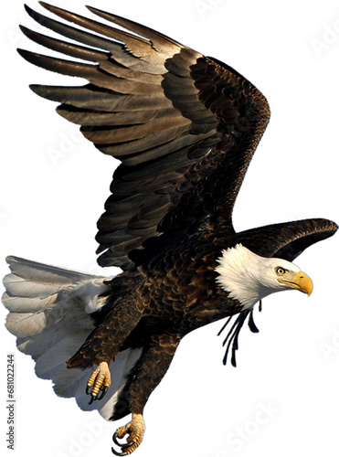 bald eagle isolated on transparent background, Flying Eagle PNG, Bald Eagle , Cutout