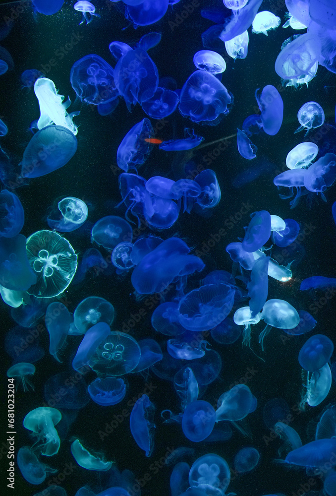 Jellyfish playing with lights against a black background Jellyfish playing with lights against a black background