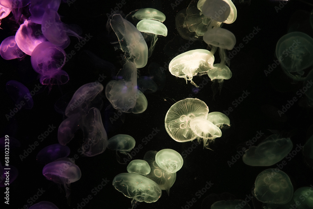 Jellyfish playing with lights against a black background Jellyfish playing with lights against a black background
