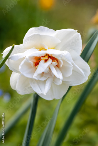 White and orange Double Replete daffodils (Narcissus) bloom in a garden