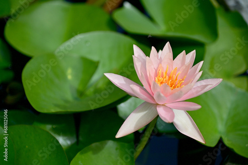 Closeup of Beautiful Colorful Lotus Flower is blooming with green leaf in the pond with natural background at Thailand.