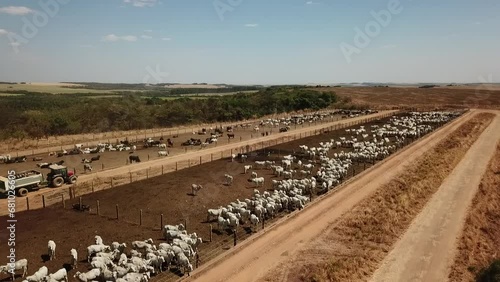 Imagem aérea com confinamento de gado nelore e angus no Mato Grosso - Brasil photo