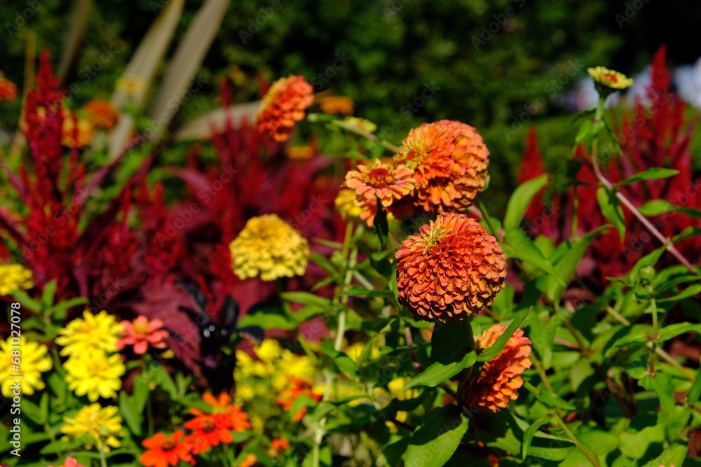 秋の花 秋の花