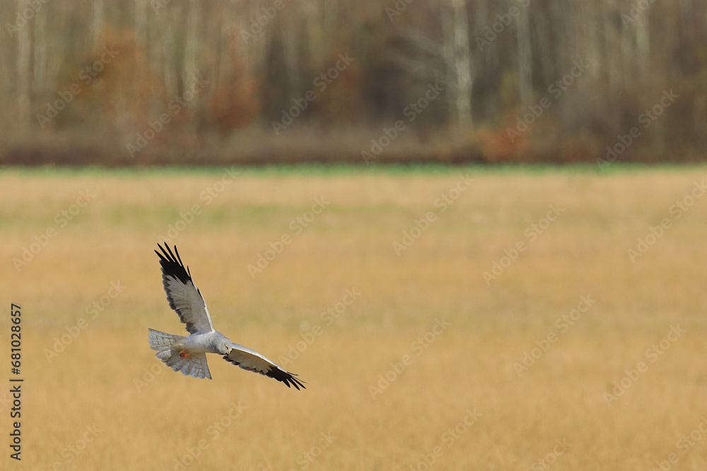 Hen harrier, Circus cyaneus, bird in hunt on rodents Hen harrier, Circus cyaneus, bird in hunt on rodents