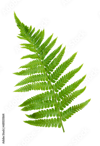one fern leaf is highlighted on a white background