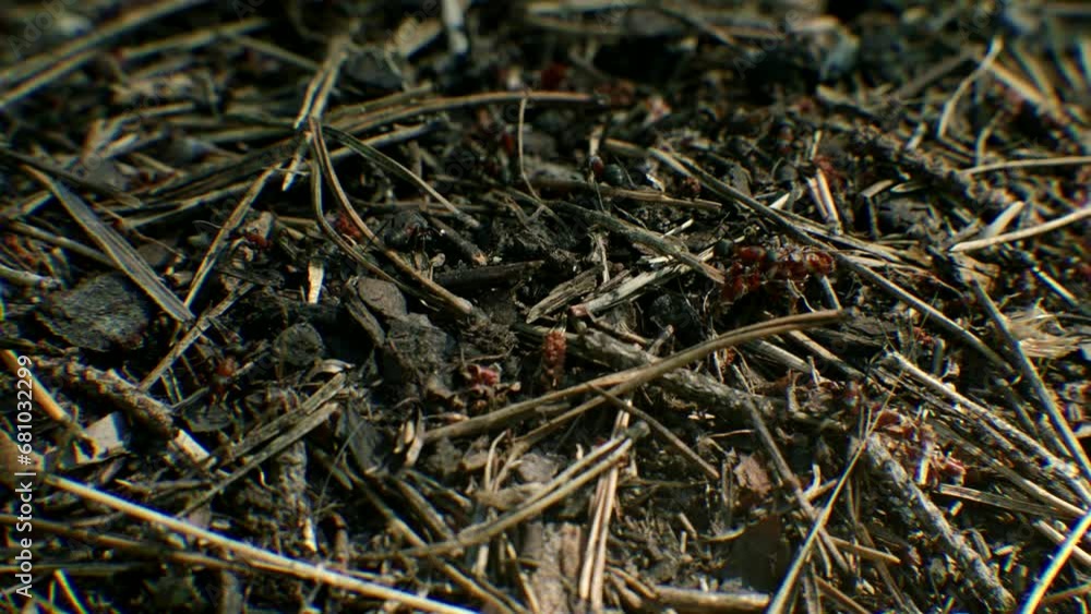 Army of insects in wood . Colony ants in dry forest Army of insects in wood . Colony ants in dry forest