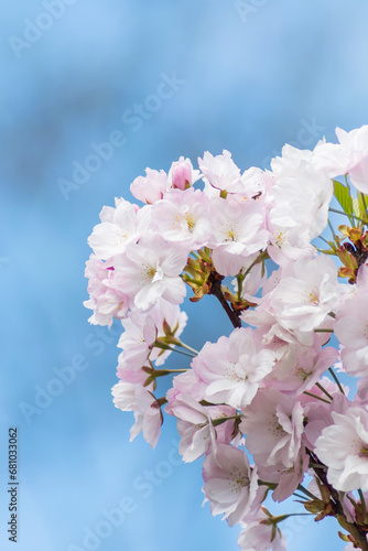Close-up of light pink flowers on a tree branch against a blue sky
