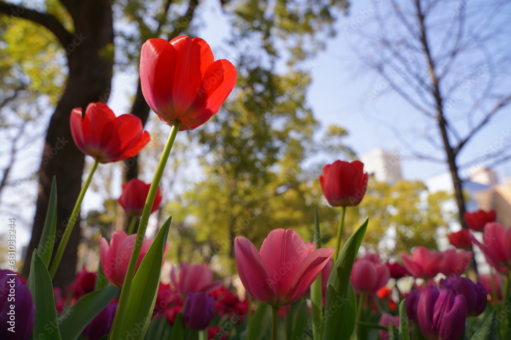横浜公園、花、4月、春、チューリップ、ピンク、赤、黄色、白、横浜、風景、日本、神奈川、空、青、雲、屋外、観光、サイトシーイング、旅、ツアー、景色、青空、横浜、公園、植物、自然、花壇、並ぶ、カラフル、色とりどり、珍しい、品種、多種、紫、たくさん、一面、花畑、大量、クローズアップ、