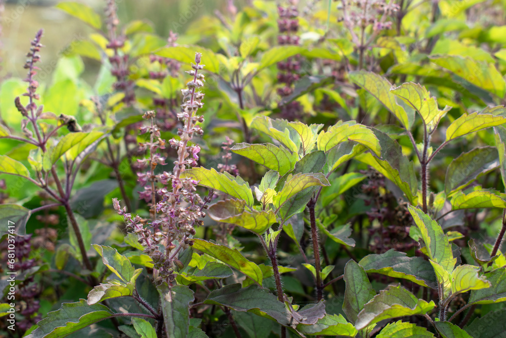 Medicinal plant green tulsi or holy basil herb, Fresh holy basil (Ocimum tenuiflorum) leaves and flower on green background Medicinal plant green tulsi or holy basil herb, Fresh holy basil (Ocimum tenuiflorum) leaves and flower on green background