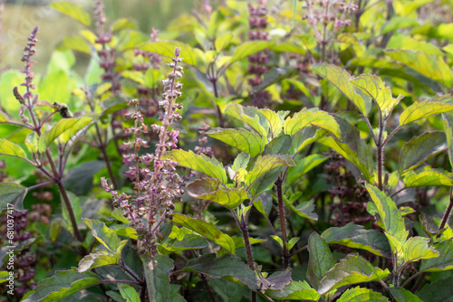 Medicinal plant green tulsi or holy basil herb  Fresh holy basil  Ocimum tenuiflorum  leaves and flower on green background